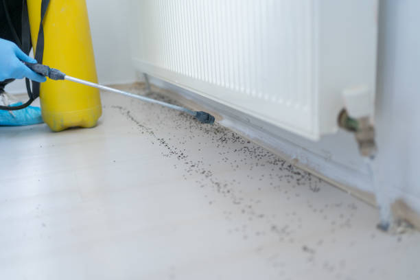Best Wasp Removal Services  in Monona, IA