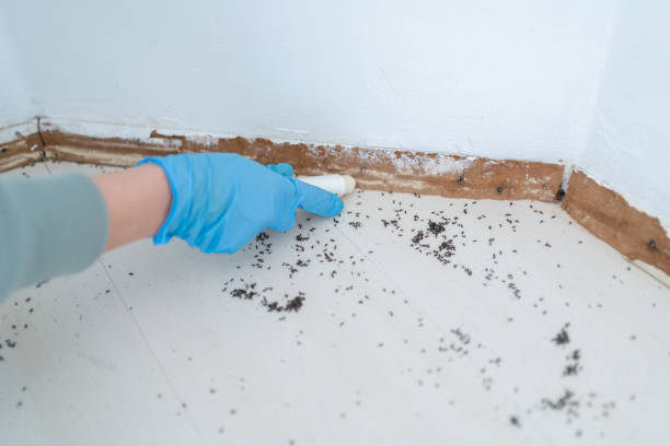 Best Termite Control Services  in Monona, IA
